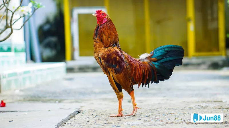 Gà tre đá chọn lọc Gà tre đá chọn lọc