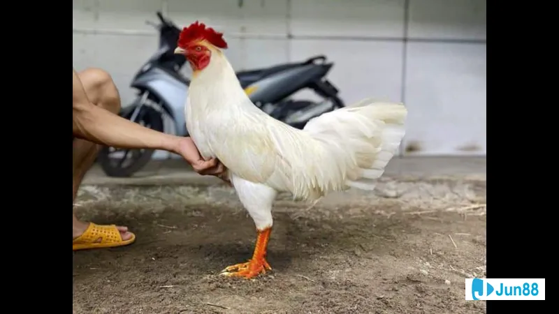 Phương pháp nuôi gà úa Phương pháp nuôi gà úa