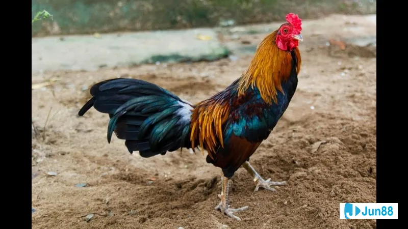Gà nòi Việt Nam